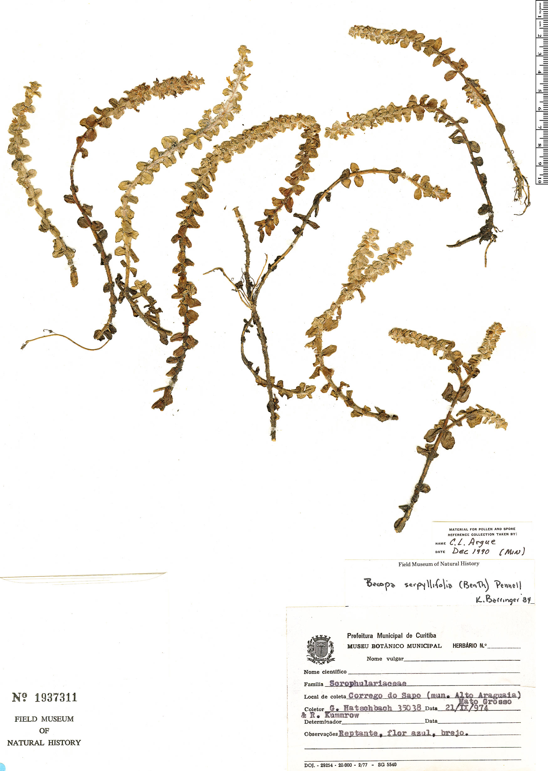 Bacopa serpyllifolia image