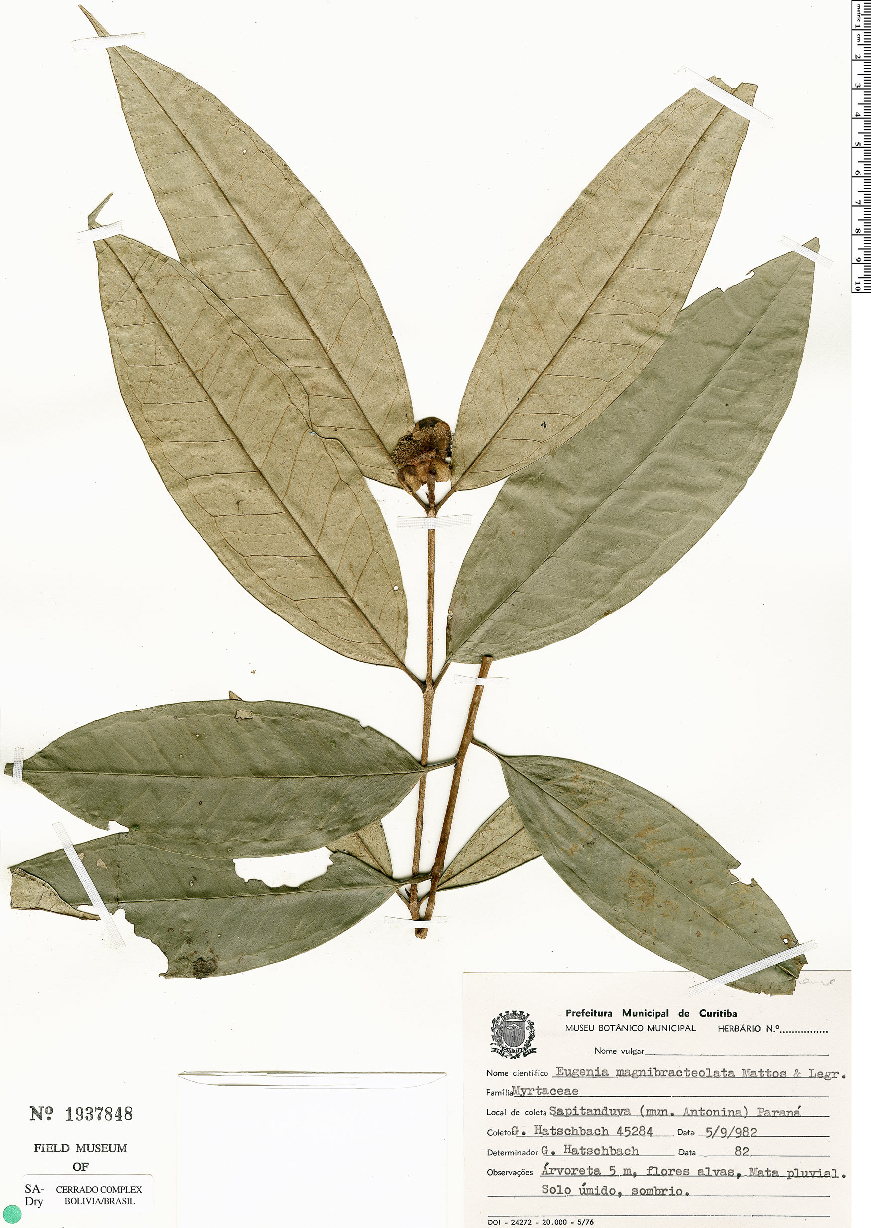 Eugenia magnibracteolata image