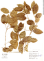 Bunchosia angustifolia image