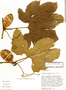Cayaponia capitata image