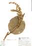 Lessingianthus macrophyllus image