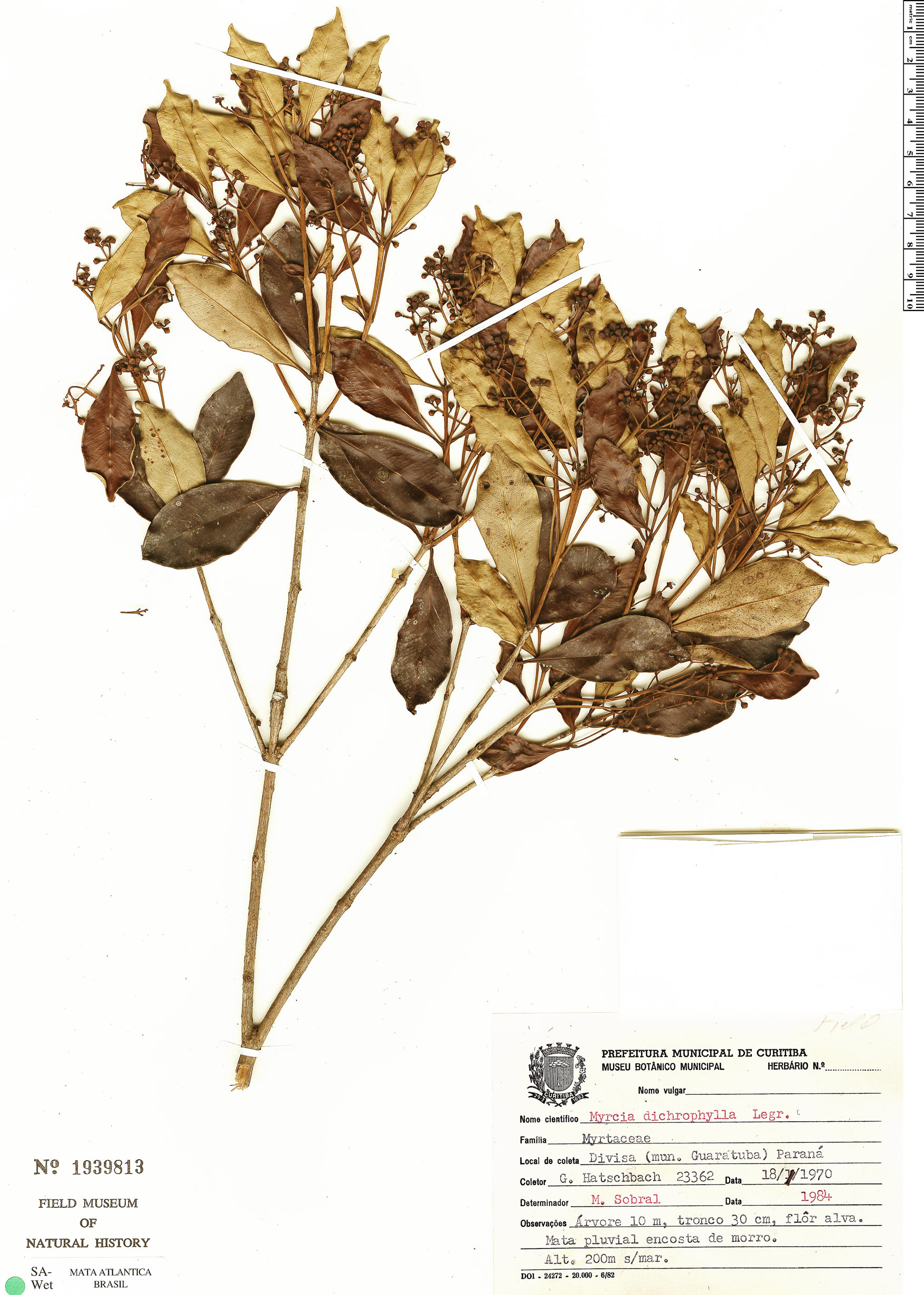 Myrcia dichrophylla image