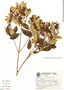 Myrcia dichrophylla image