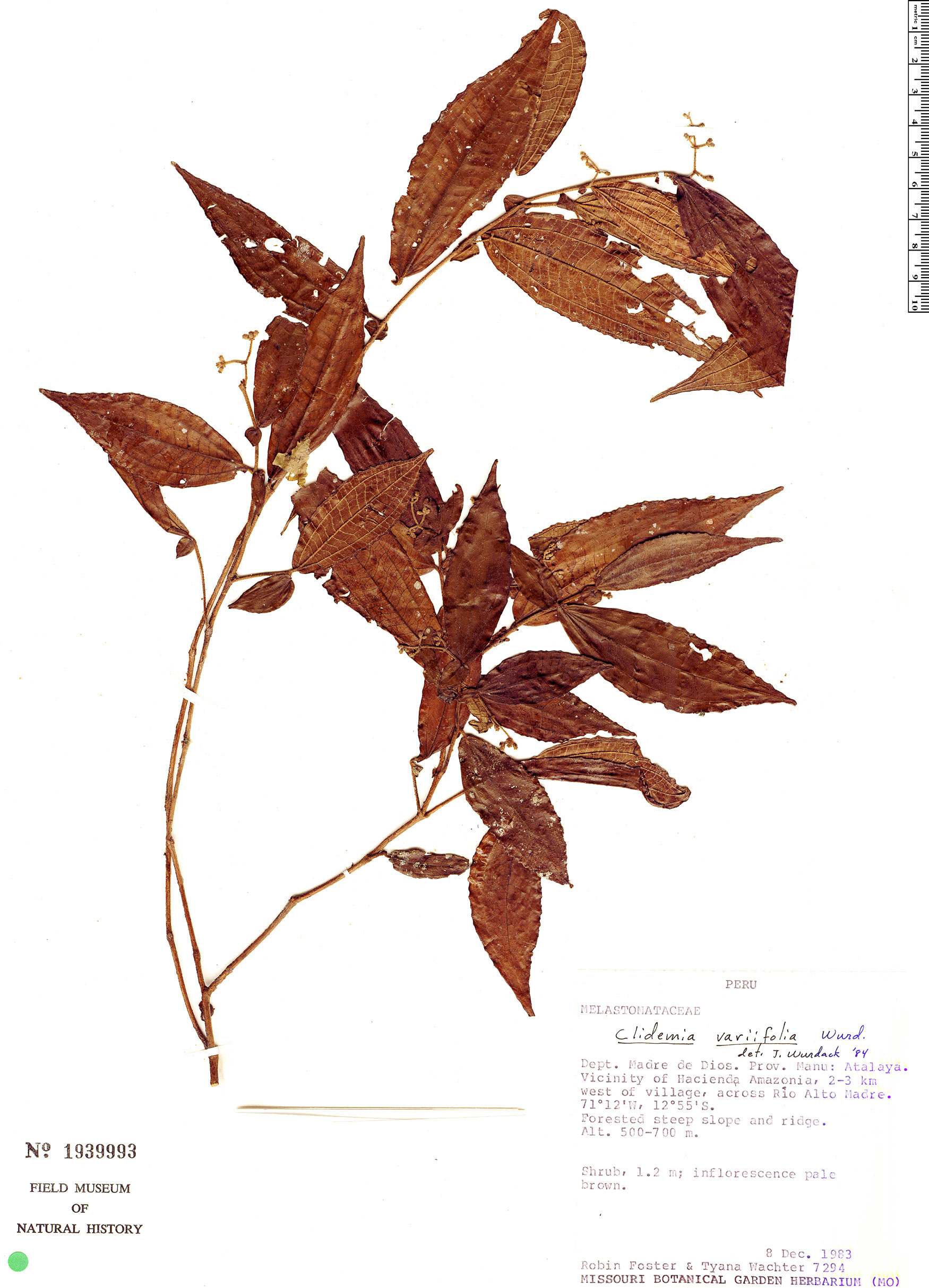 Clidemia variifolia image