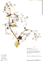 Colignonia parviflora image