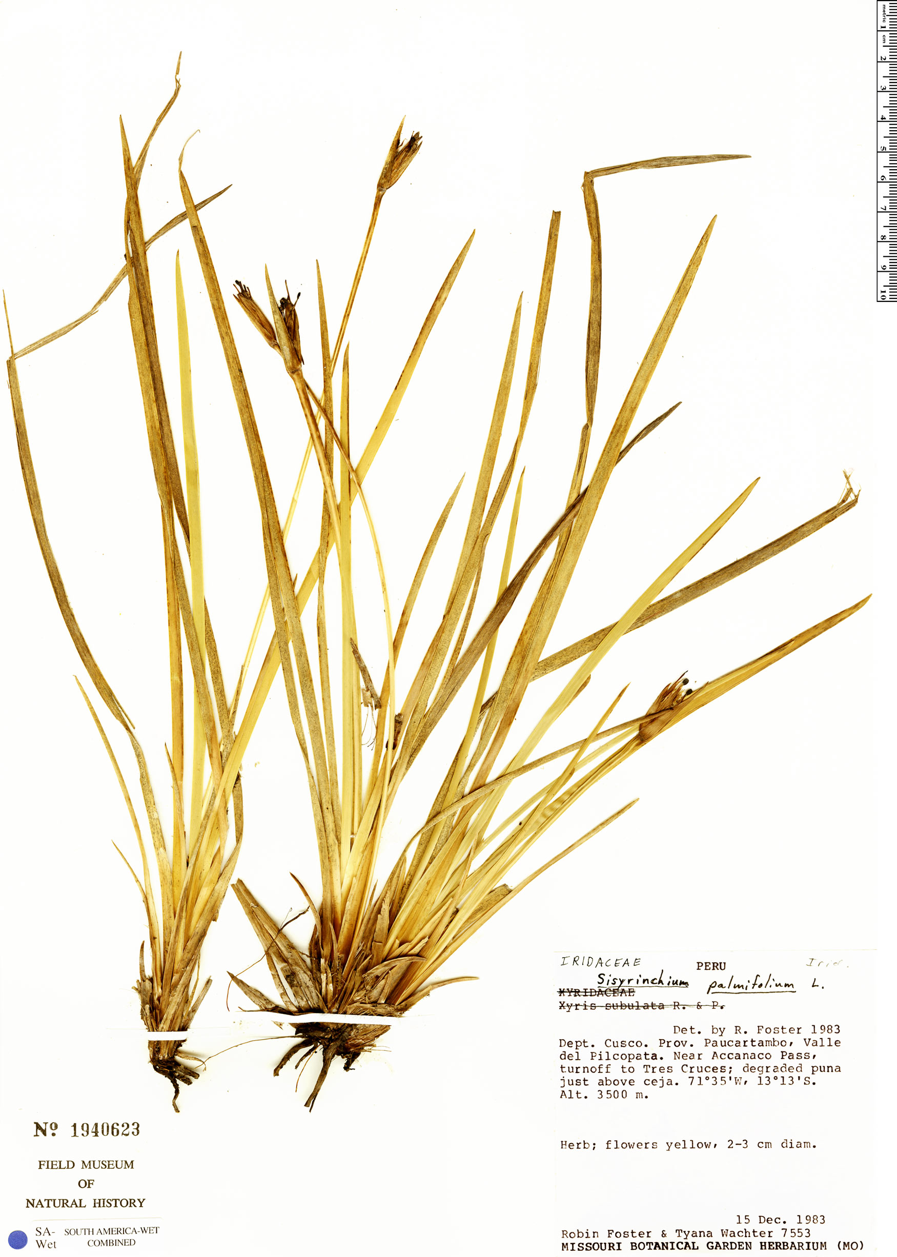 Sisyrinchium palmifolium image