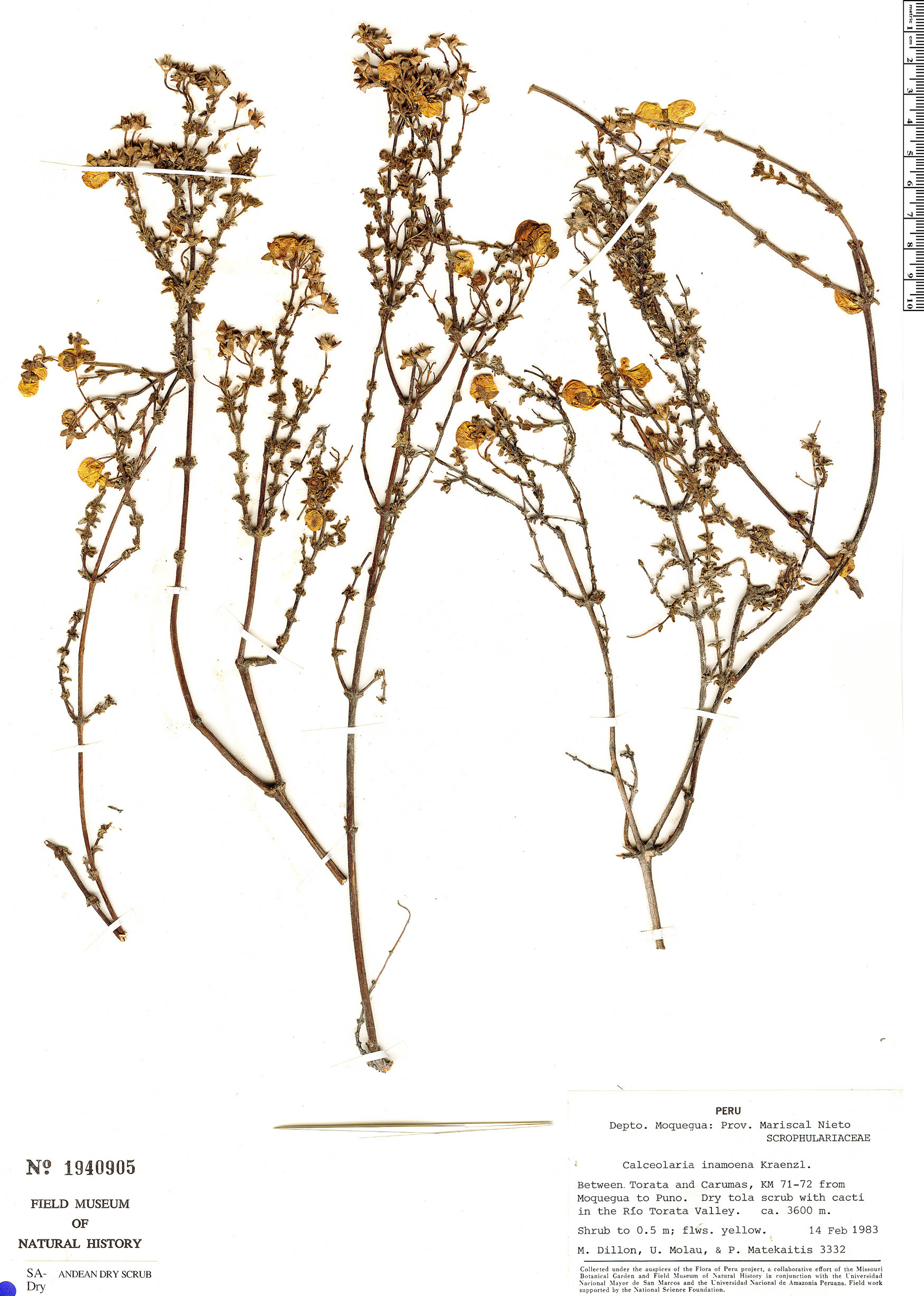 Calceolaria inamoena image