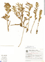 Euphorbia sessilifolia image