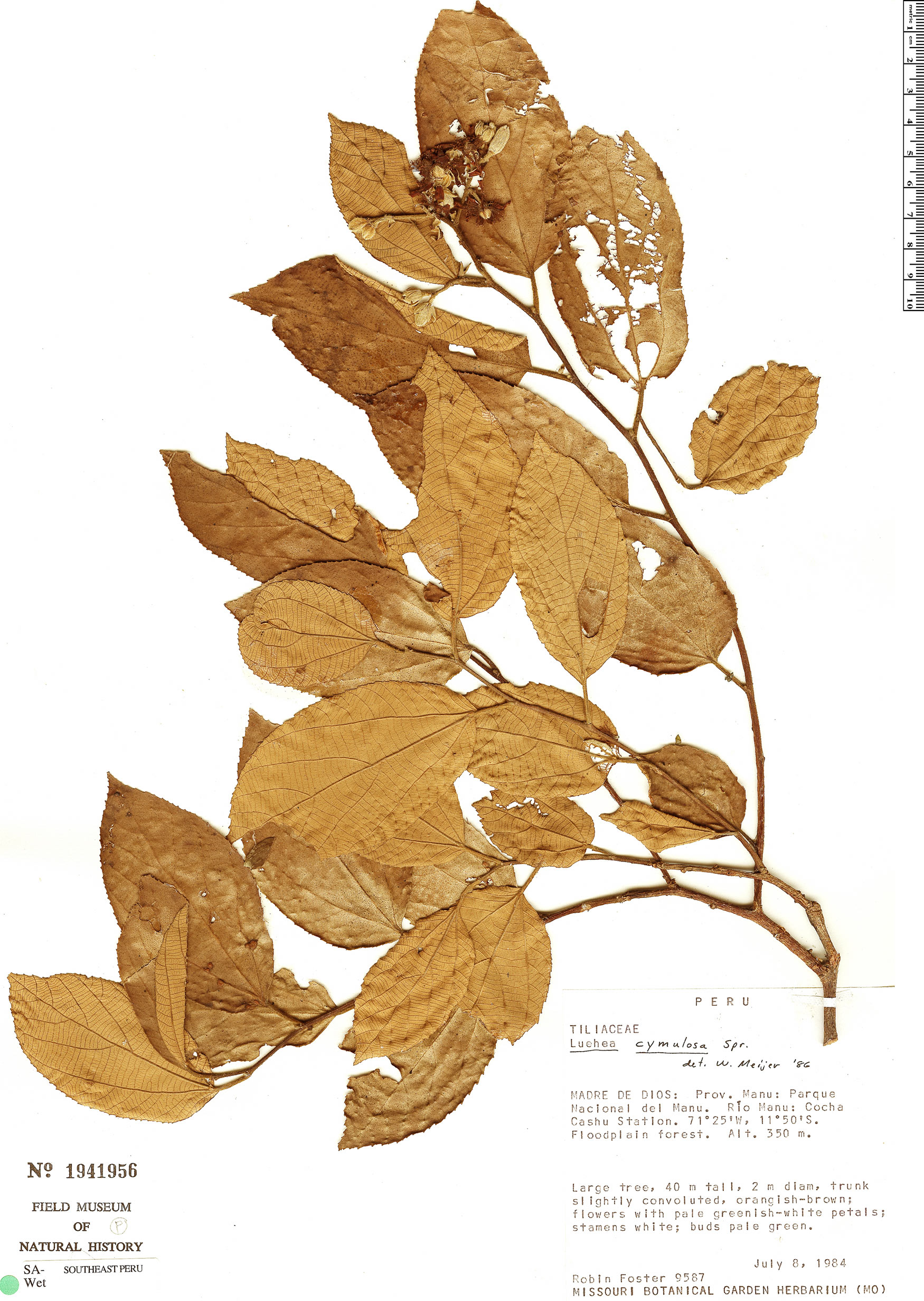 Luehea cymulosa image