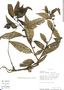 Ludwigia latifolia image
