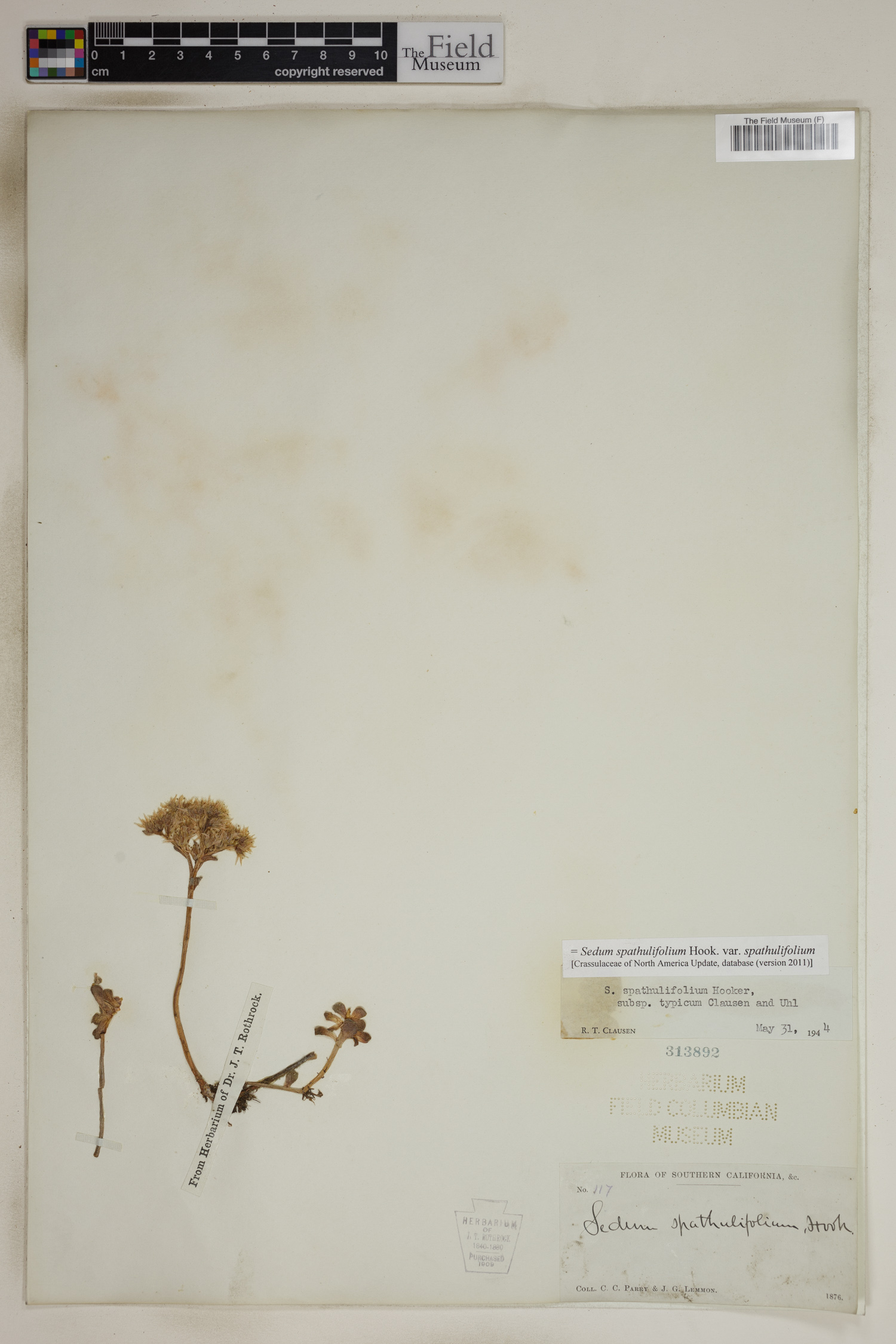 Sedum spathulifolium var. spathulifolium image