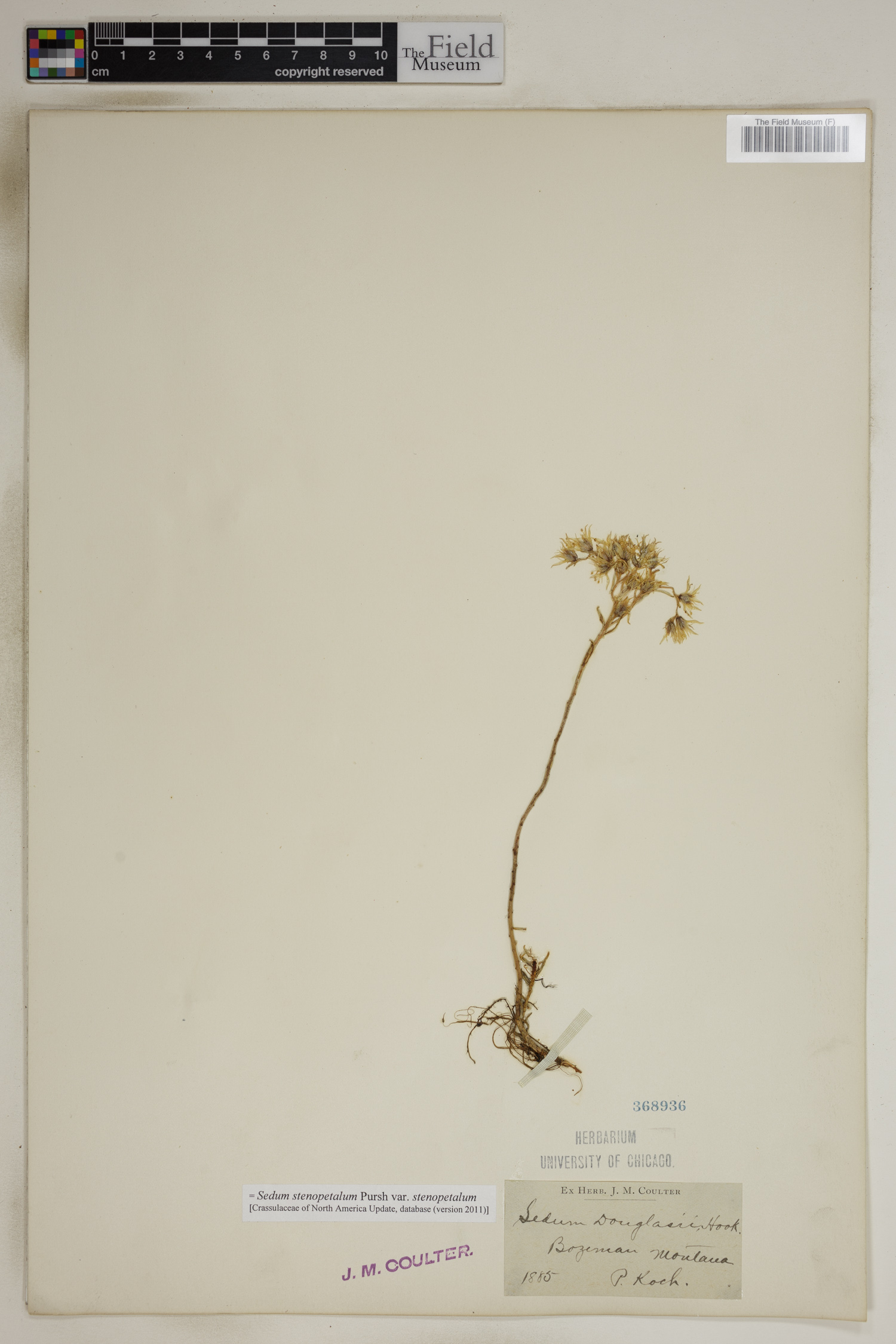 Sedum stenopetalum var. stenopetalum image