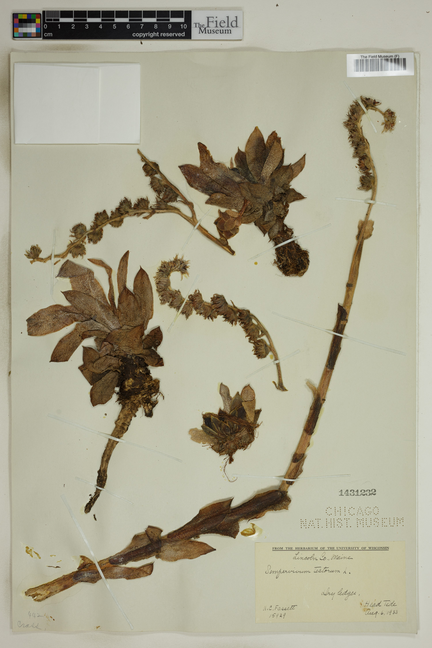 Sempervivum tectorum image