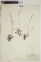 Drosera intermedia image