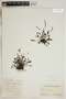 Drosera intermedia image