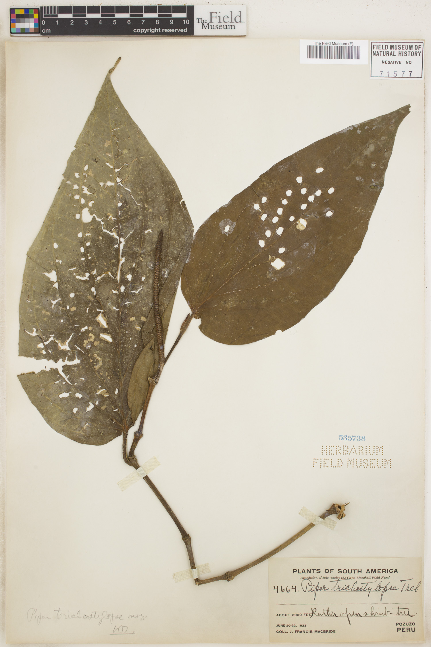 Piper trichostylopse image