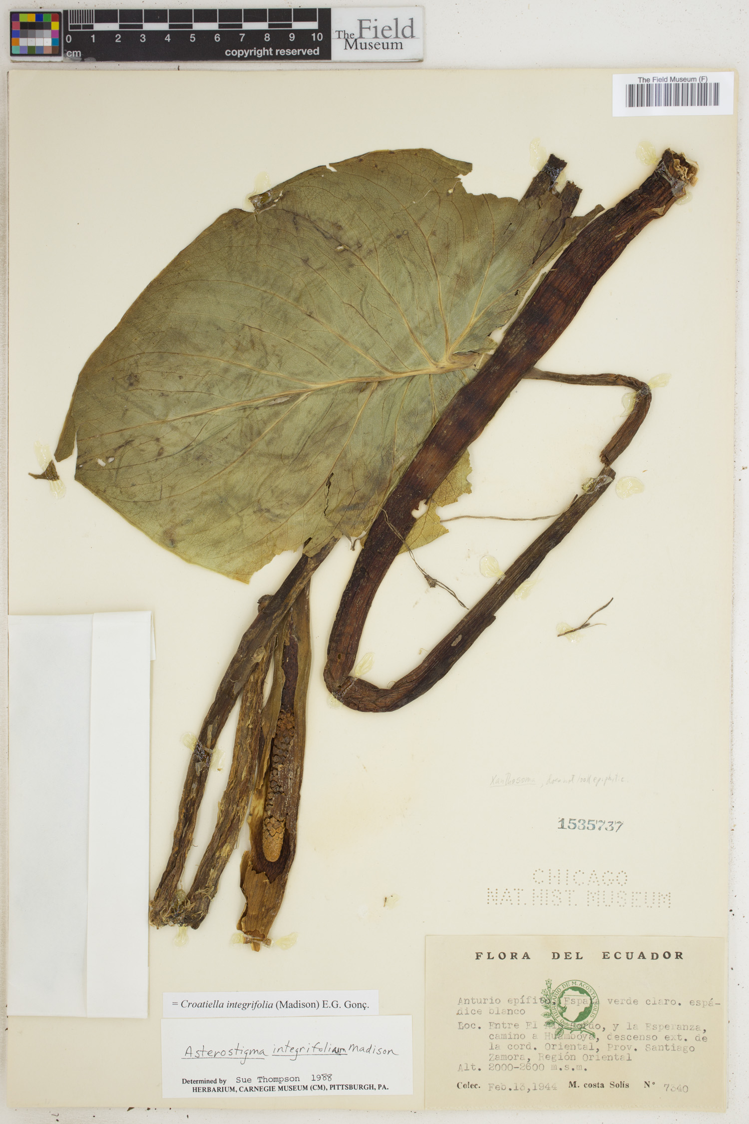 Croatiella integrifolia image