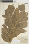 Dracontium purdieanum image