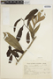 Heteropsis rigidifolia image