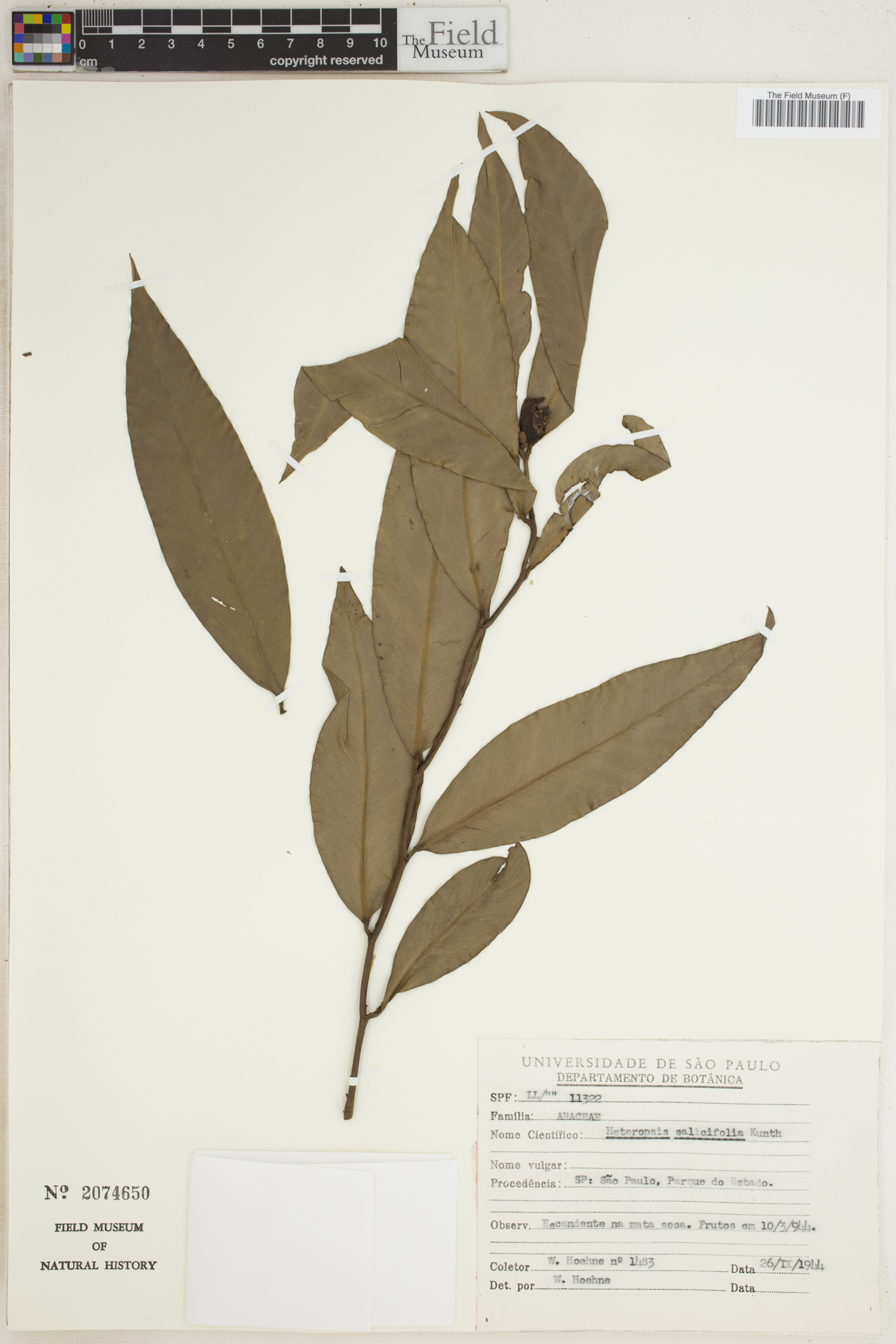 Heteropsis salicifolia image