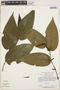 Piper villosispicum image
