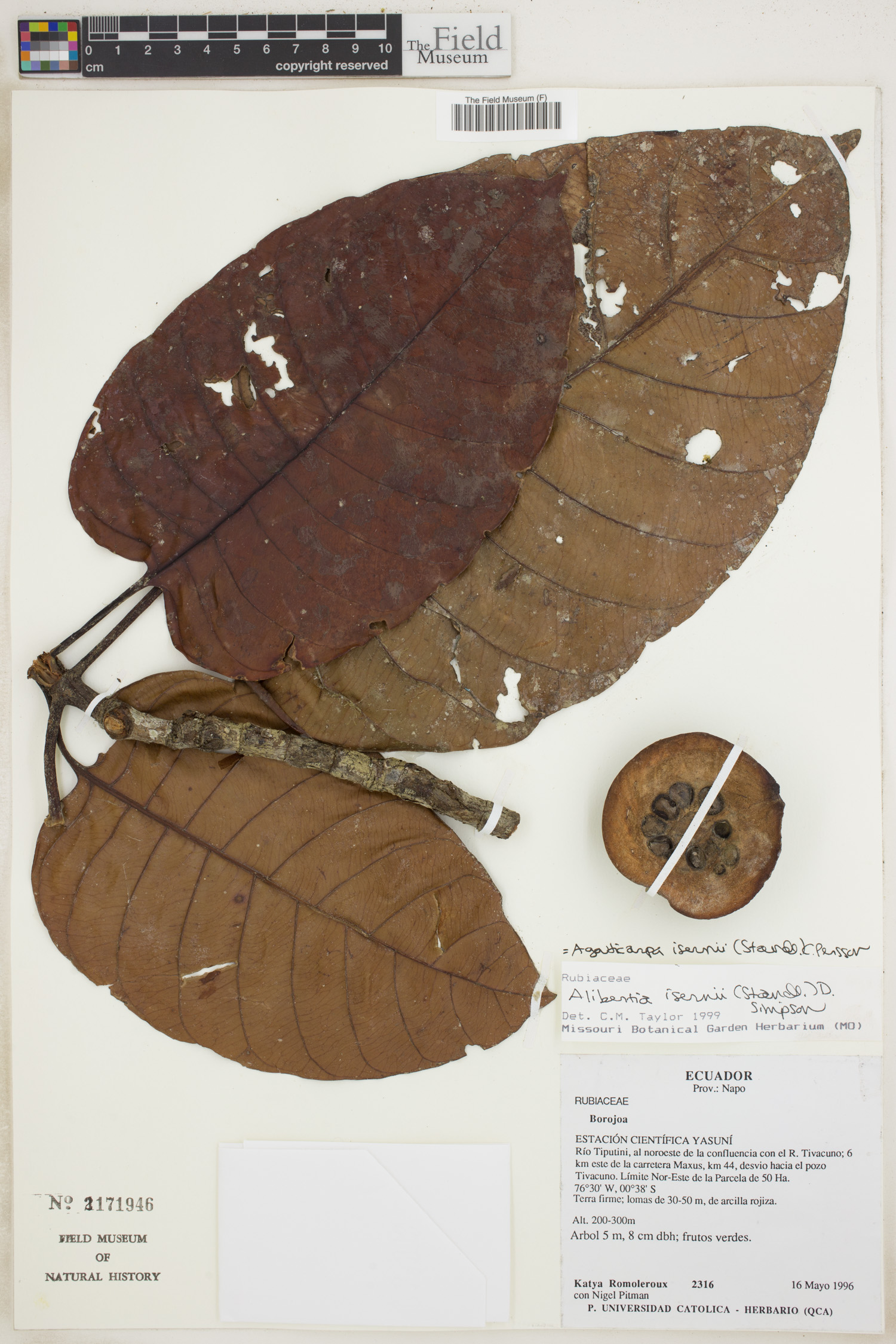 Agouticarpa isernii image