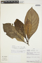 Carapichea affinis image