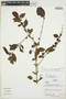 Chomelia apodantha image