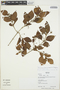 Chomelia paniculata image
