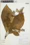 Cinchonopsis amazonica image