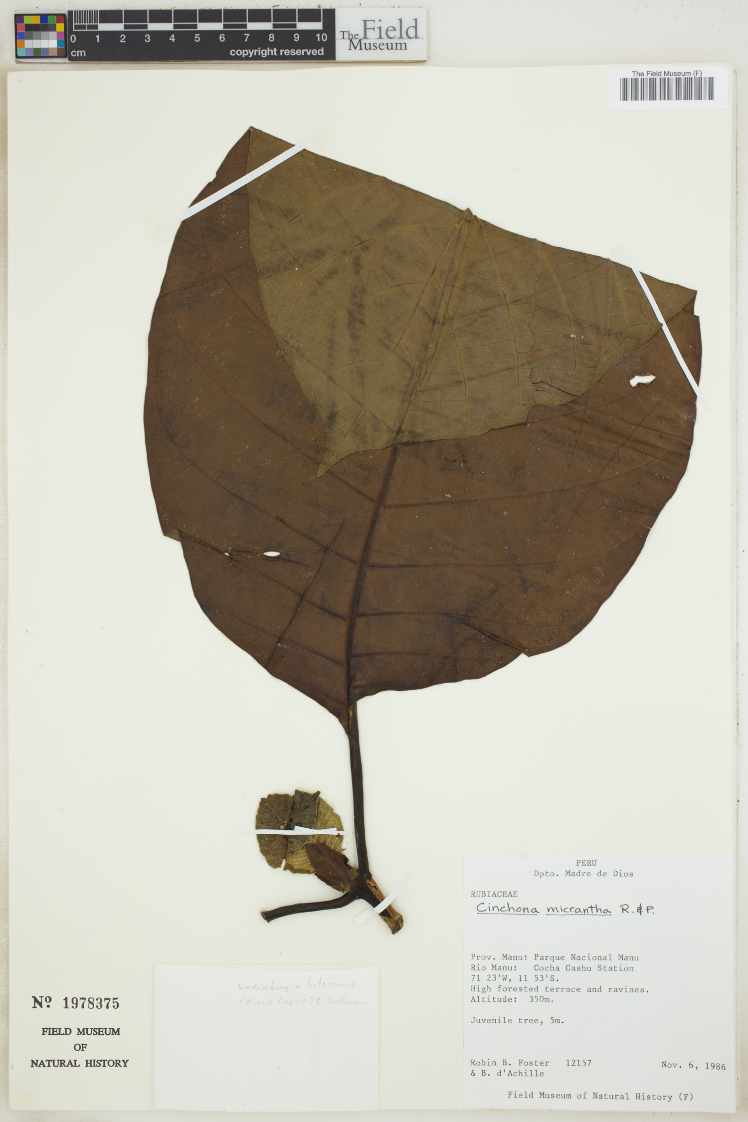 Cinchona micrantha image