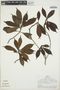 Cordiera myrciifolia var. peruviana image