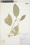 Coussarea longiflora image