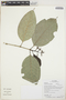 Coussarea macrophylla image