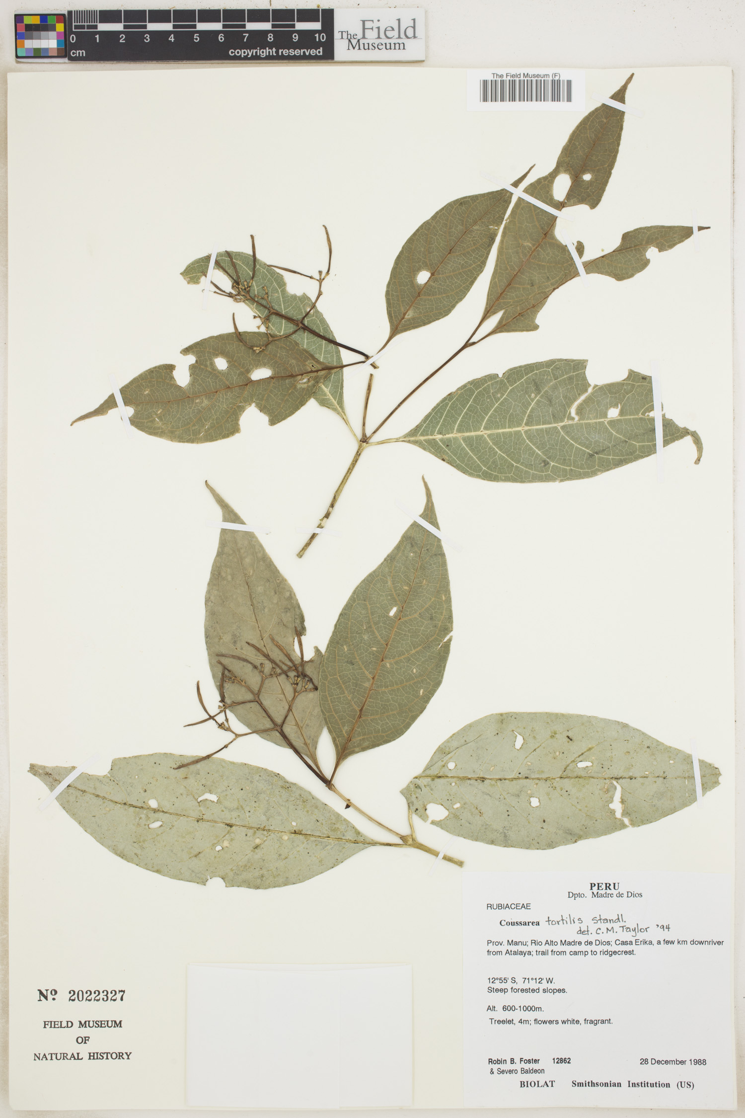 Coussarea tortilis image