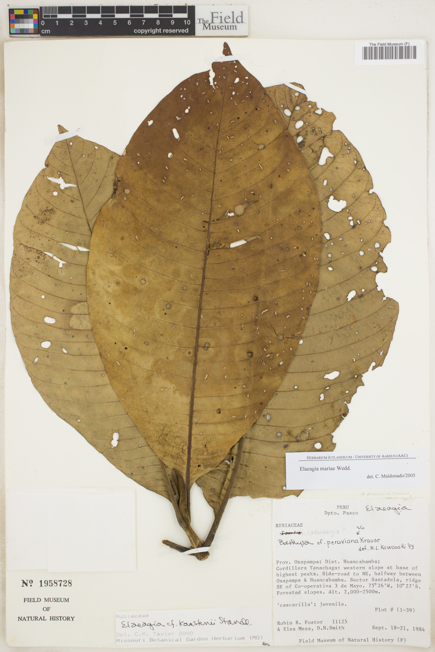 Elaeagia mariae image