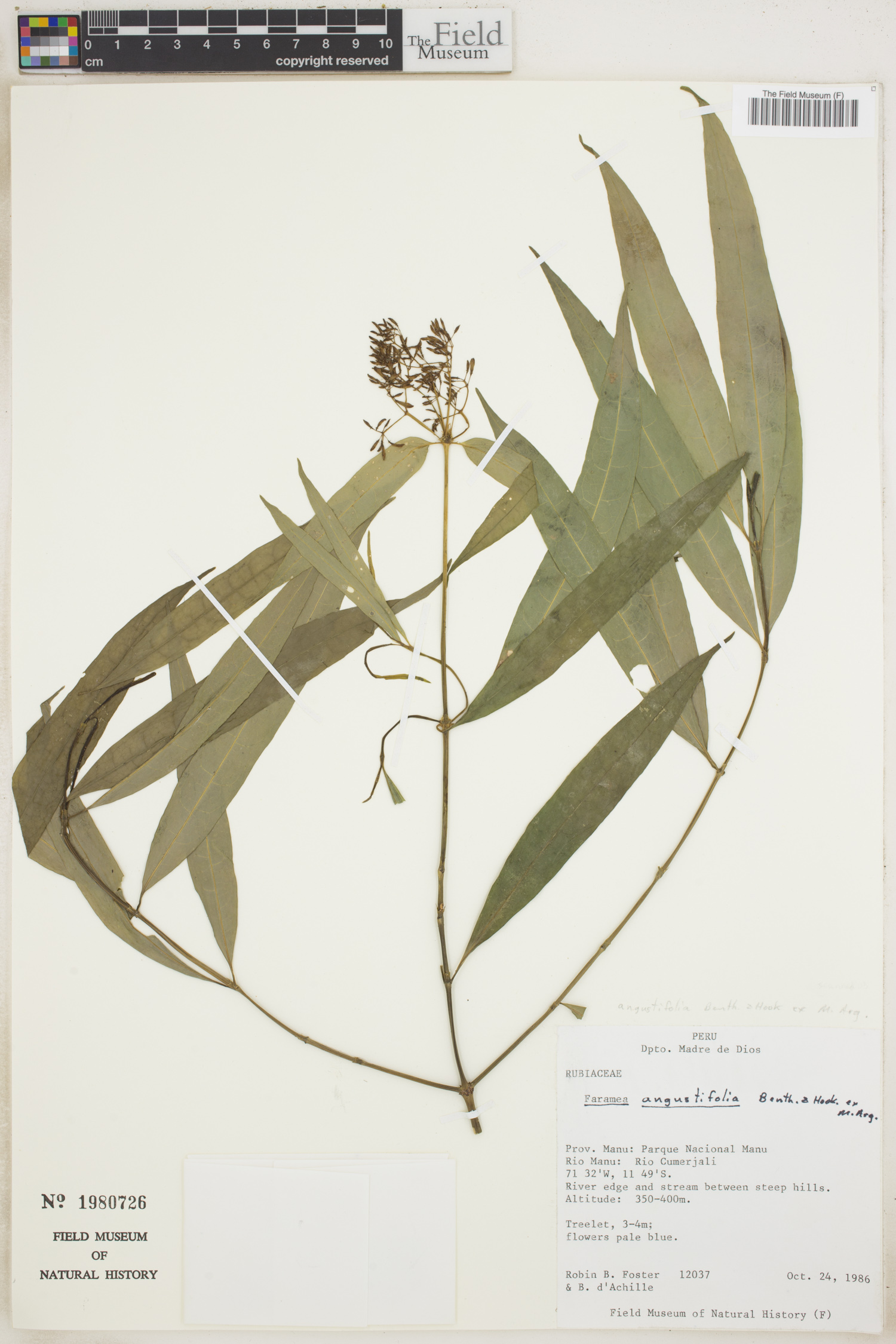 Faramea angustifolia image