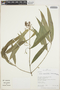 Faramea angustifolia image