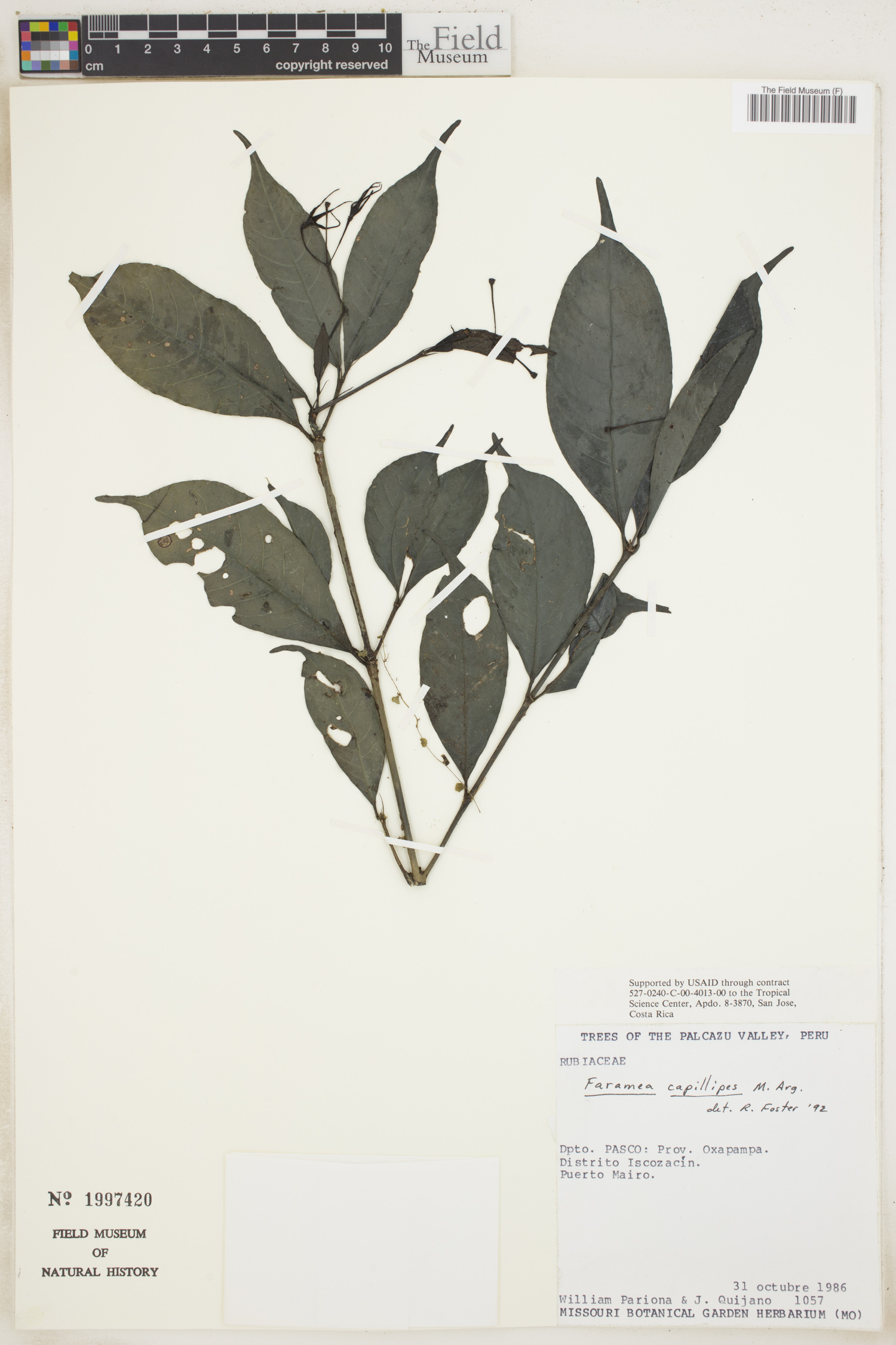 Faramea capillipes image