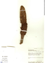 Ombrophytum peruvianum image