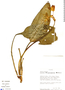 Eucharis cyaneosperma image