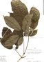 Tabebuia serratifolia image