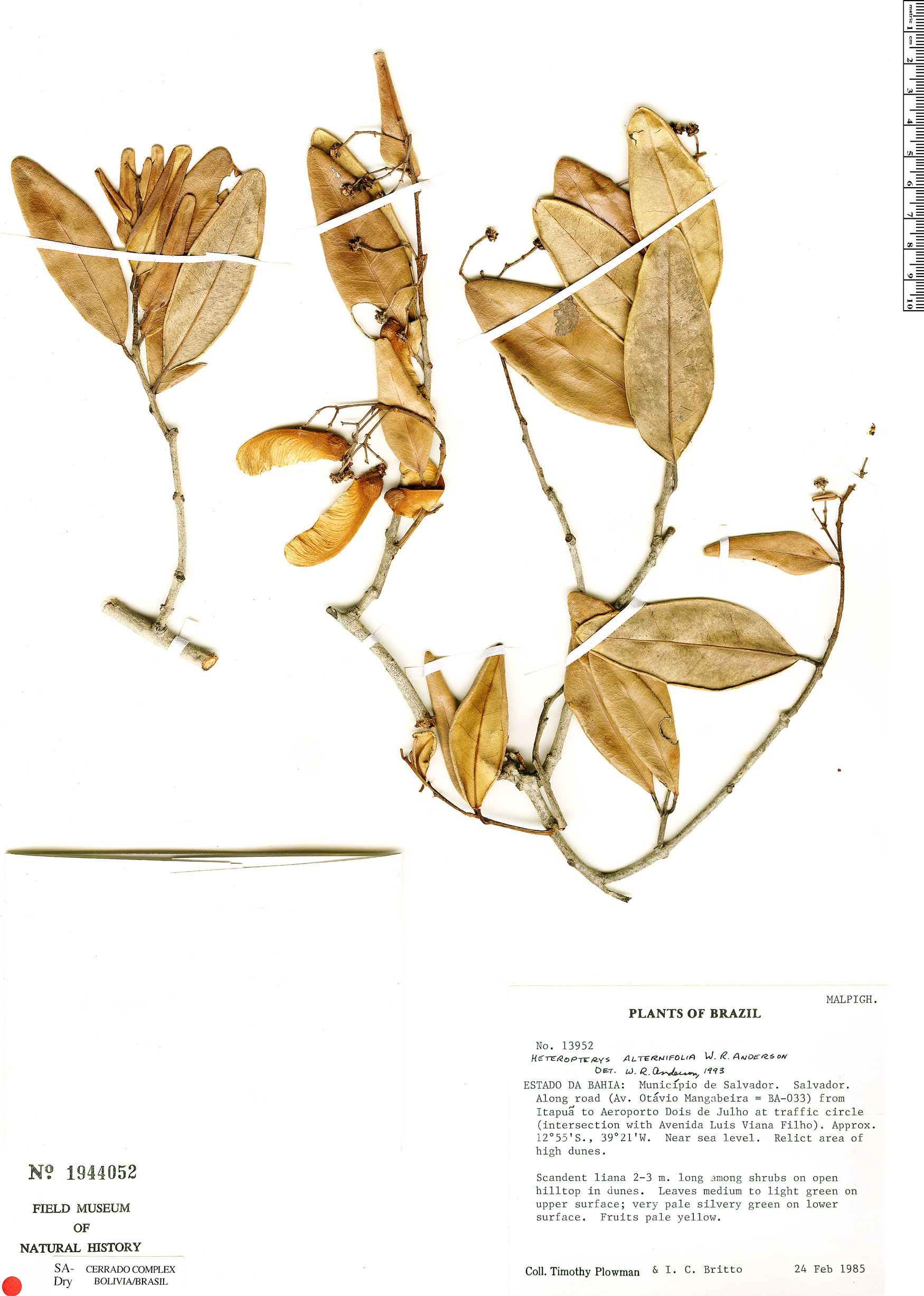 Heteropterys alternifolia image