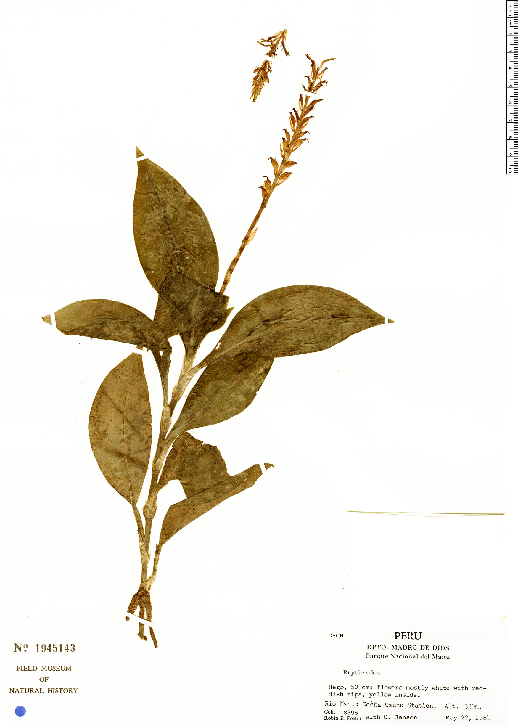 Ligeophila rosea image