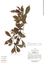 Psychotria chagrensis image
