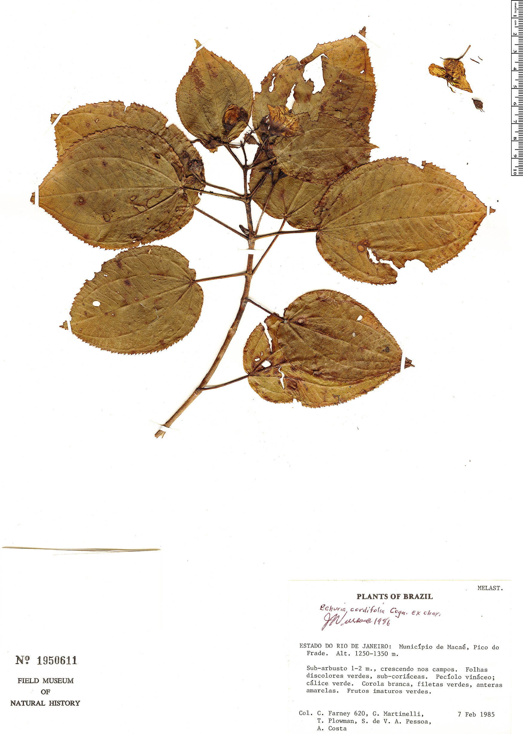 Behuria cordifolia image