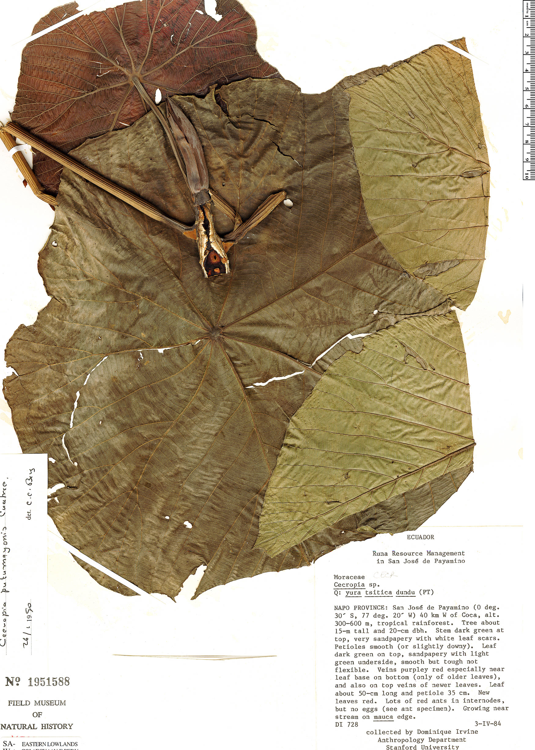 Cecropia putumayonis image