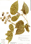 Dendropanax alaris image