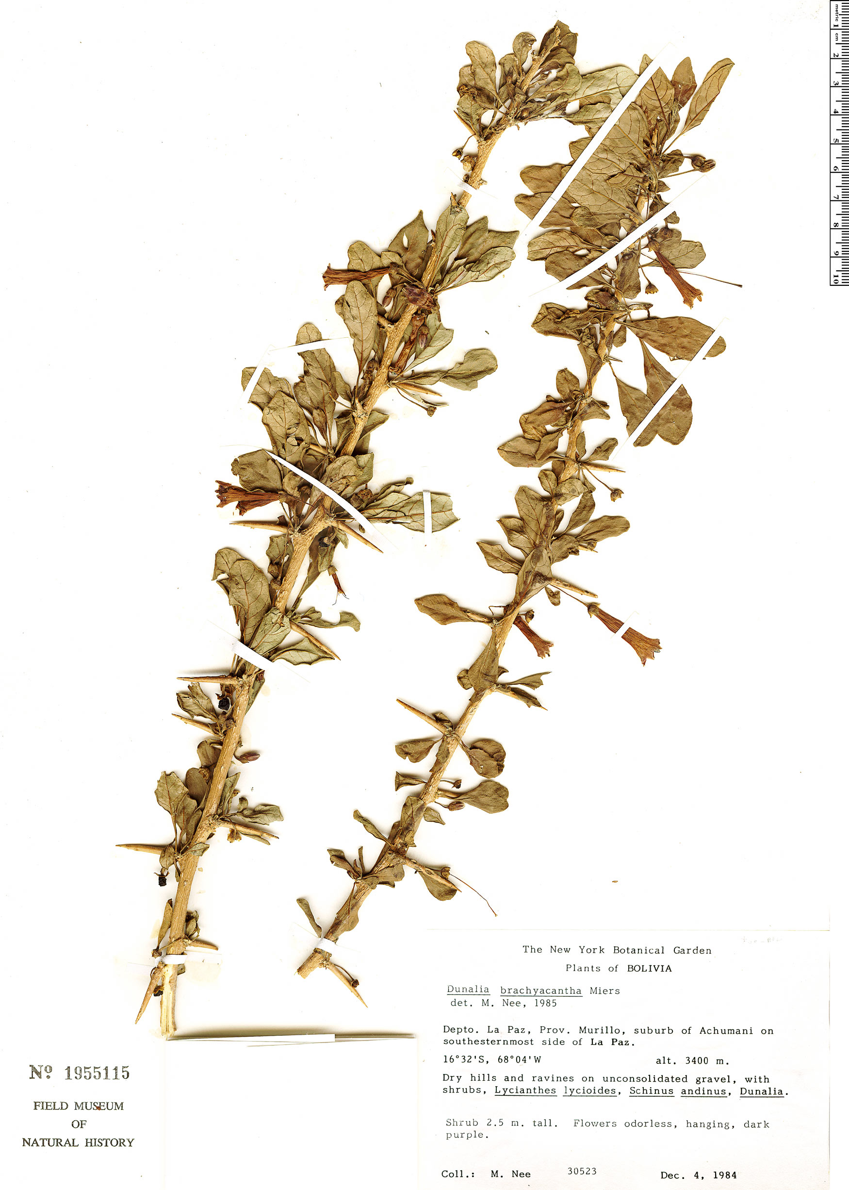 Dunalia brachyacantha image