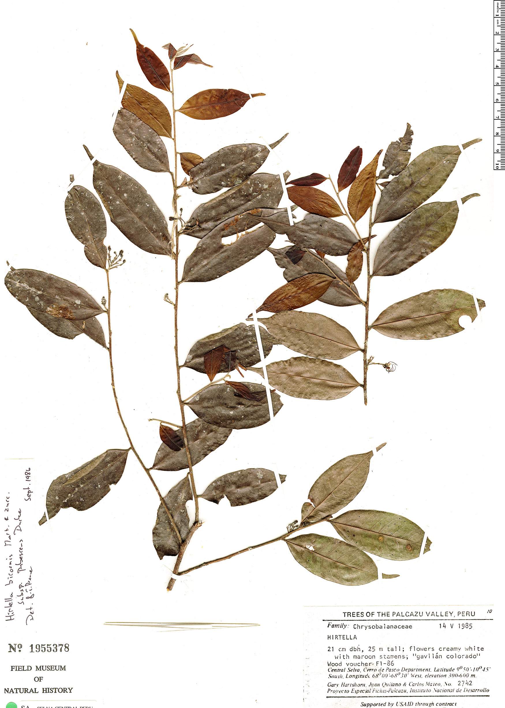 Hirtella bicornis var. pubescens image